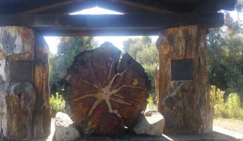 A large, polished tree stump displayed under a wooden structure, surrounded by greenery and plaques.