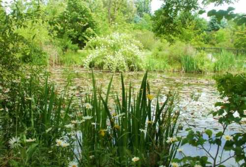 A serene pond surrounded by lush greenery and blooming flowers, reflecting a peaceful natural landscape.