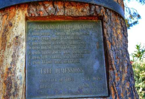 Plaque on a tree trunk listing significant dates in Idaho history and tree dimensions, including height and age.