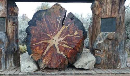 A large, cross-section of a tree trunk displayed between two wooden pillars, showcasing intricate patterns and textures.