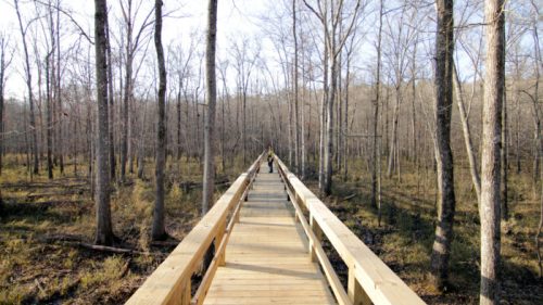 A wooden boardwalk stretches through a forest of bare trees, leading into the distance on a sunny day.