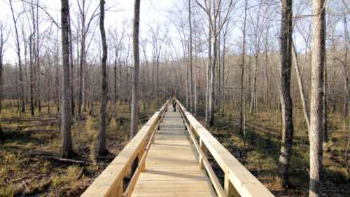 A wooden boardwalk stretches through a forest of bare trees, leading into the distance on a sunny day.