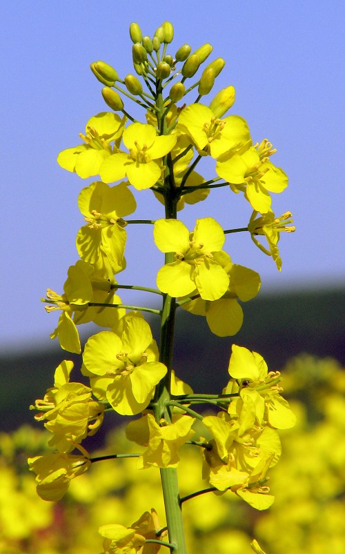 A close-up of a tall flowering plant with bright yellow blossoms against a blue sky.