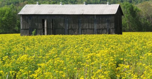 A weathered barn stands amidst a vibrant field of yellow flowers under a clear blue sky.