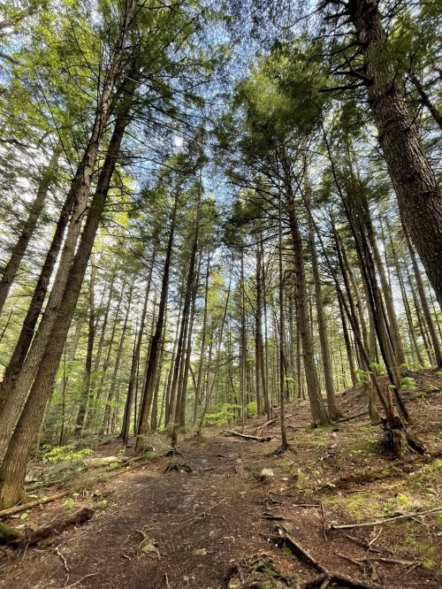 Tall trees rise above a forest path, with sunlight filtering through the leaves, creating a serene, natural atmosphere.