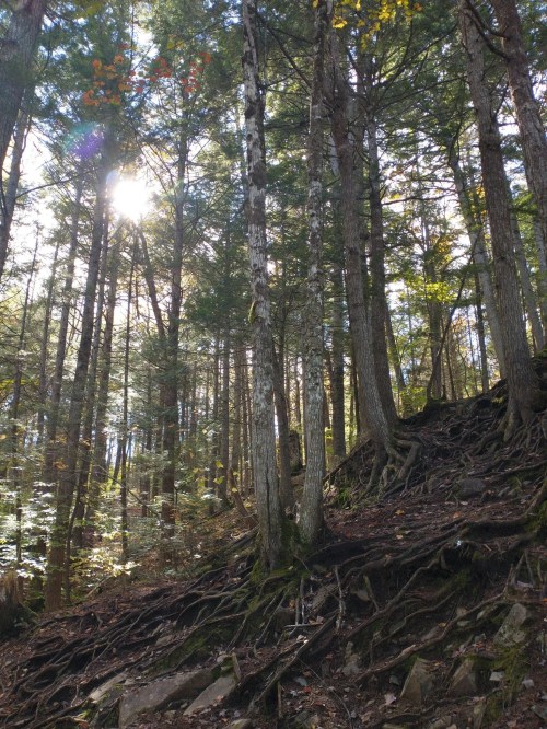 Sunlight filters through tall trees in a dense forest, highlighting the intricate roots and earthy ground.