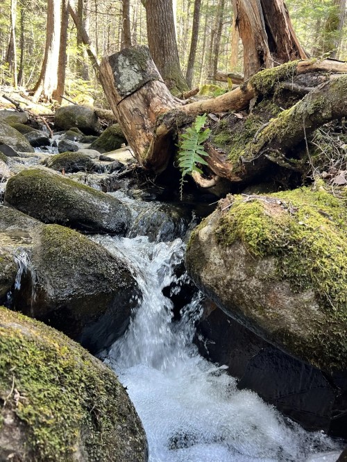 A serene forest stream flows over moss-covered rocks, surrounded by trees and greenery.