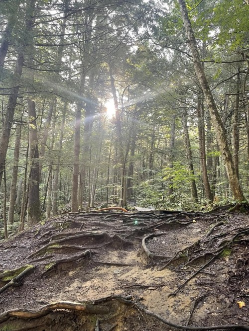 Sunlight filters through dense trees in a forest, illuminating exposed roots and a dirt path.