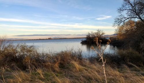 A serene lakeside view with gentle waves, surrounded by grass and trees under a clear blue sky.