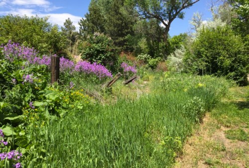 Lush garden with vibrant purple flowers, green grass, and trees under a clear blue sky.