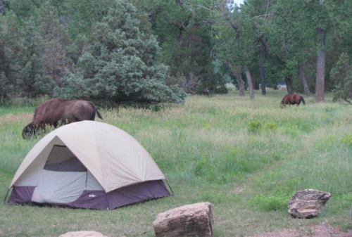 A tent in a grassy area with two bears grazing nearby among trees.
