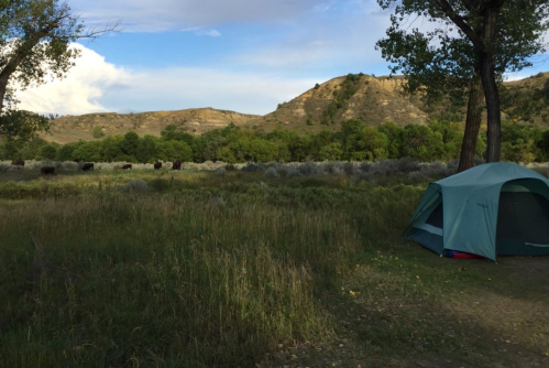 A green tent set up in a grassy area with hills and trees in the background, and cows grazing nearby.