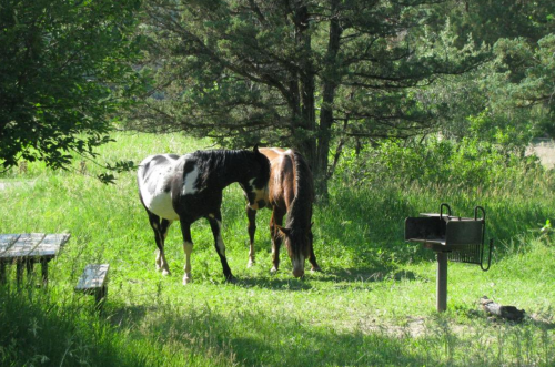 Two horses grazing in a grassy area near a picnic table and a grill, surrounded by trees.