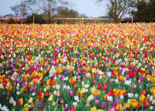 A vibrant field of tulips in various colors, including red, yellow, white, and pink, under a clear blue sky.