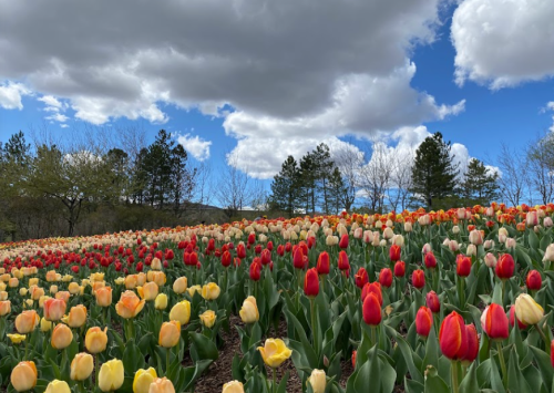 A vibrant field of tulips in various colors under a blue sky with fluffy clouds and trees in the background.