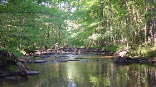 A serene forest scene with a calm river flowing through lush greenery and scattered rocks.