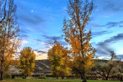 A serene landscape featuring tall trees with autumn leaves under a blue sky with wispy clouds and a crescent moon.