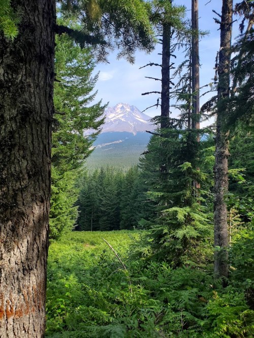 A view through tall trees of a snow-capped mountain surrounded by lush green forest under a clear blue sky.