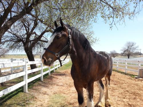 A brown and white horse stands near a tree and white fence on a sunny day.