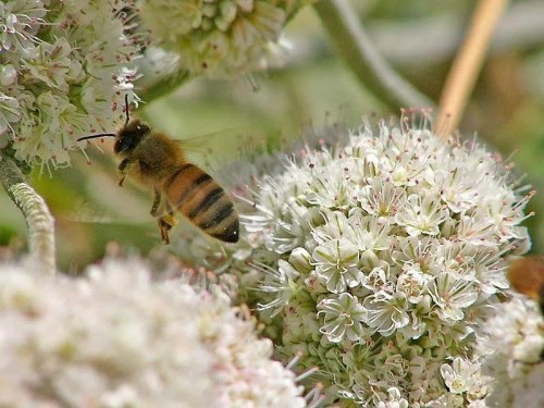 A bee hovering near white flowers, collecting nectar in a natural setting.