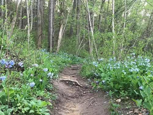 A winding dirt path through a lush forest, lined with blooming blue flowers and surrounded by green foliage.