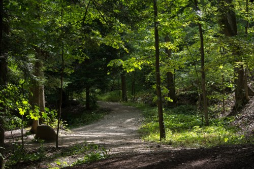 A serene forest path winding through lush green trees and dappled sunlight.