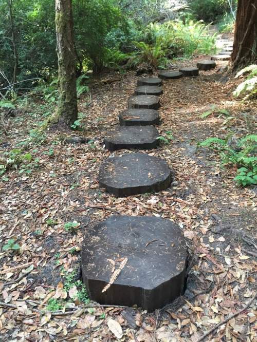 A pathway of wooden stepping stones through a forest, surrounded by leaves and greenery.