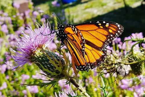 A vibrant orange monarch butterfly perched on a purple flower, surrounded by greenery.