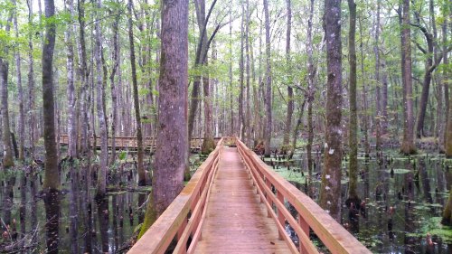 A wooden boardwalk winding through a lush, green swamp with tall trees and still water.