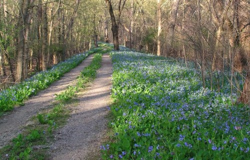 A serene dirt path through a forest, lined with vibrant blue flowers and surrounded by trees in early spring.