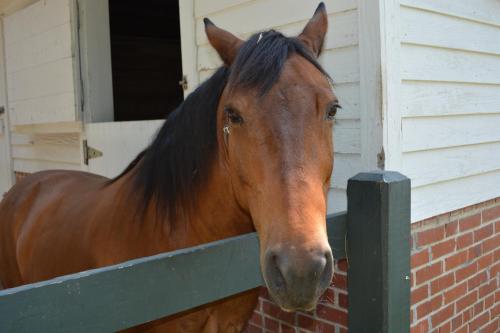 A brown horse with a black mane peeks over a wooden fence near a barn.