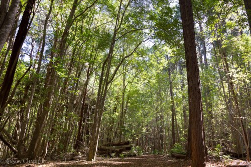 Lush green forest with tall trees and dappled sunlight filtering through the leaves, creating a serene atmosphere.