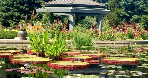 A serene garden scene featuring large lily pads on a pond, surrounded by vibrant flowers and a gazebo in the background.