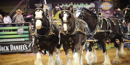 A team of Clydesdale horses in harness, pulling a wagon at a rodeo event, with spectators in the background.