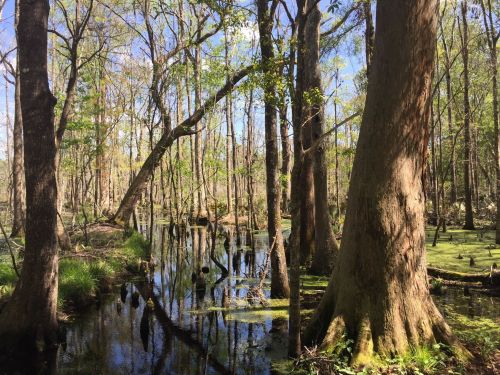 A serene swamp scene with tall trees, green foliage, and calm water reflecting the blue sky.