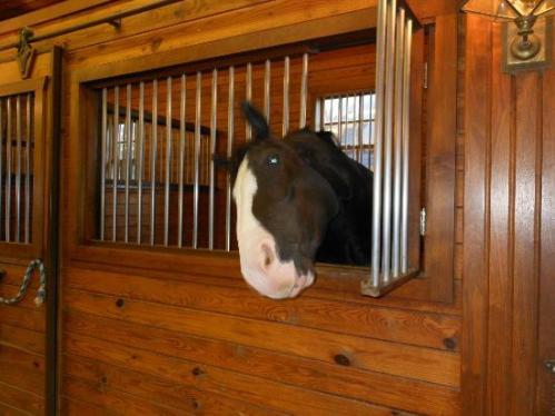 A horse with a black and white face peeks out from a wooden stable with metal bars.