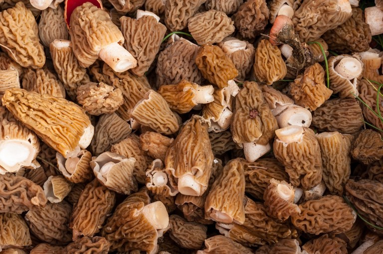 Forest Foraging Meets Festival Fun in Grafton