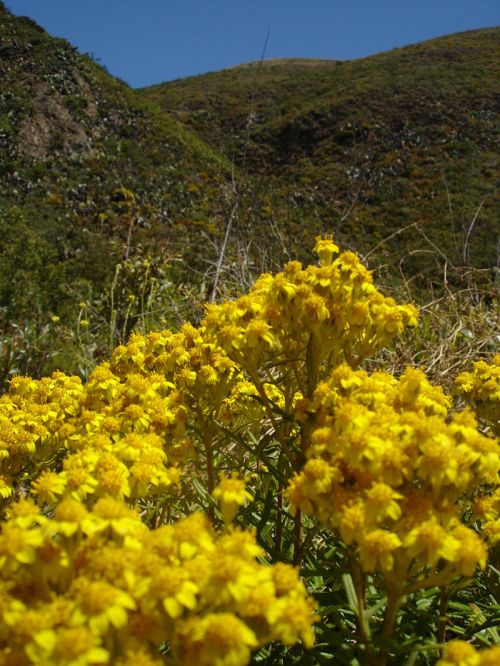A vibrant field of yellow flowers in the foreground, with green hills and a clear blue sky in the background.