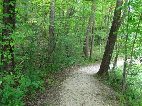 A winding dirt path through a lush green forest with trees and dense foliage on either side.