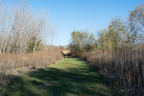 A serene pathway through a grassy area, flanked by trees and tall grasses under a clear blue sky.