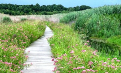 A wooden path surrounded by lush greenery and pink flowers, leading through a serene wetland landscape.