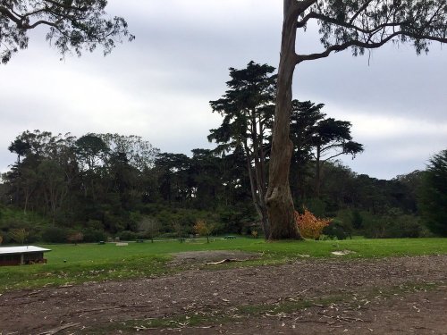 A serene park scene featuring tall trees, grassy areas, and a cloudy sky in the background.