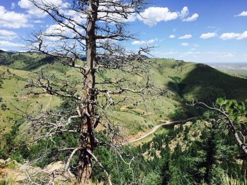 A barren tree stands on a hillside overlooking green mountains and a winding road under a blue sky with clouds.