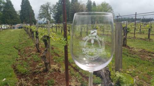 A clear wine glass in the foreground, with a vineyard and cloudy sky in the background.