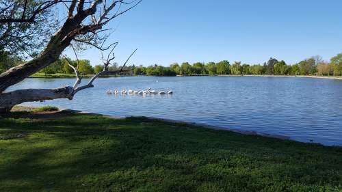 A serene lake surrounded by green trees, with a few swans swimming peacefully in the water.