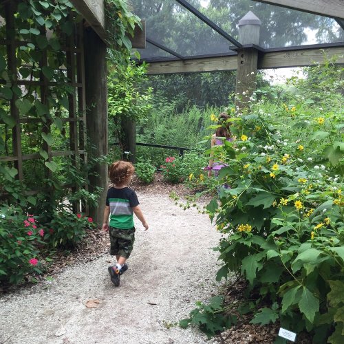 A child walks along a gravel path in a lush garden filled with flowers and greenery.
