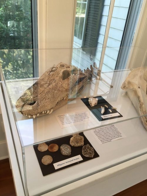 Display case featuring an alligator skull and various fossilized specimens in a museum setting.
