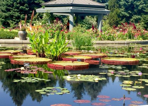A serene garden pond with large lily pads, colorful flowers, and a gazebo in the background surrounded by lush greenery.