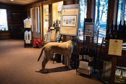 A dog stands near a display in a cozy shop filled with wine bottles and informational signs.