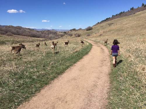 A child walks along a dirt path in a grassy field, surrounded by deer under a clear blue sky.
